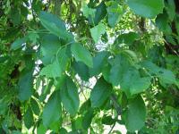 link to image ash_tree_img_0978.jpg