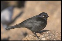 link to image blackbird_brewers_euphagus_cyanocephalus_drlloydglenningles_0139.jpg