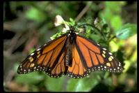link to image butterfly_monarch_danaus_plexippus_twdavies_0031.jpg