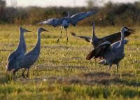 link to image crane_sandhill_grus_canadensis_tomgreer_0018.jpg