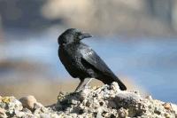 link to image crow_american_corvus_brachyrhynchos_joycegross_0179.jpg