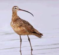 link to image curlew_longbilled_numenius_americanus_tomgrey13.jpg