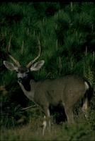 link to image deer_blacktailed_buck_odocoileus_hemionus_drlloydglenningles_0037.jpg