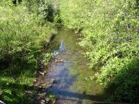 link to image dutch_charlie_creek_upstream_39_68954_123_65921_img_1055.jpg