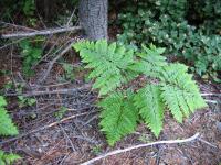 link to image fern_bracken_qq_img_0763.jpg