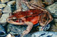 link to image frog_redlegged_rana_aurora_williamflaxington_0568.jpg