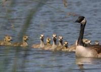 link to image goose_canada_branta_canadensis_tomgreer_0433.jpg