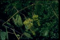 link to image grape_california_wild_vitis_californica_brousseau_0018.jpg