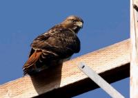 link to image hawk_redtailed_buteo_jamaicensis_tomgreer_1009.jpg