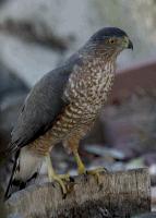 link to image hawk_sharpshinned_accipiter_striatus_tomgreer_0194.jpg