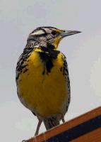 link to image meadowlark_western_sturnella_neglecta_tomgreer_0179.jpg