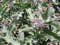 link to image milkweed_img_0974.jpg