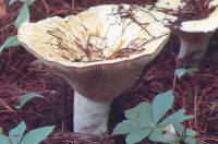 link to image mushroom_peppery_milky_lactarius_piperatus_nps.jpg