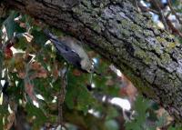 link to image nuthatch_whitebreasted_sitta_carolinensis_tomgreer_0063.jpg