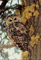 link to image owl_california_spotted_strix_occidentalis_usforestservice_.jpg