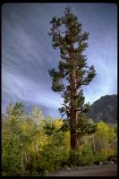 link to image pine_ponderosa_pinus_ponderosa_robertpotts_0006.jpg