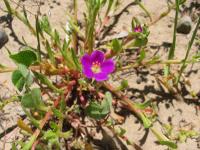 link to image purple_red_flower_in_creek_bed_img_0975.jpg