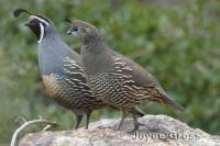 link to image quail_california_callipepla_californica_joycegross_0219.jpg