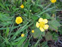 link to image ranunculus_sp_img_0625.jpg