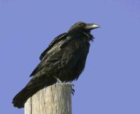 link to image raven_common_corvus_corax_tomgrey3.jpg