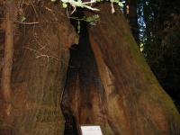 link to image redwood_hollow_img_0879.jpg