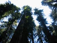link to image redwoods_img_0873.jpg