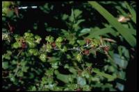 link to image ribes_menziesii_canyon_gooseberry_brousseau_0075.jpg
