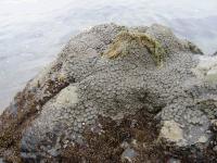 link to image sea_anemones_img_0661.jpg