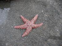 link to image starfish_at_howard_beach_img_0651.jpg