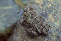 link to image toad_bufo_boreas_henkwallays_2393.jpg