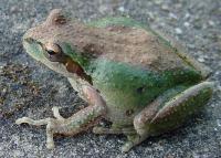 link to image treefrog_pseudacris_regilla_kimcabrera_0288.jpg