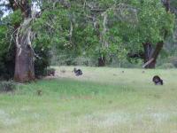 link to image turkeys_img_0824.jpg