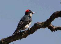 link to image woodpecker_acorn_melanerpes_formicivorus_tomgreer_0419.jpg