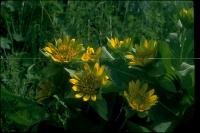 link to image wyethia_glabra_muleears_brousseau_0059.jpg