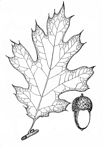 Black Oak image