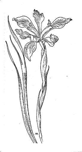 Iris image
